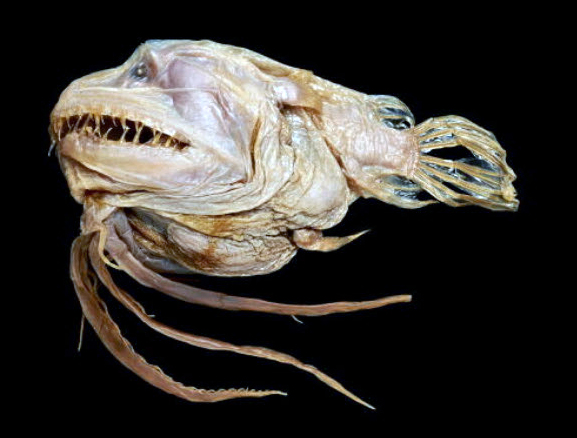 Linophryne brevibarbata_05.jpg